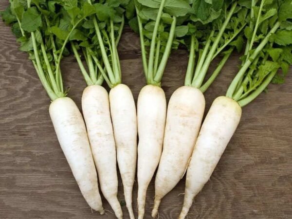 Radish